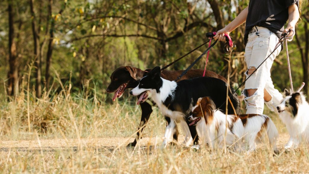 dog walker